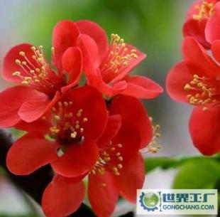 基地直銷優質花卉苗木 西府海棠、帖梗海棠與紅寶石海棠