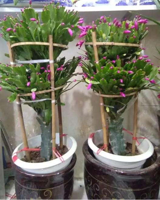 吉祥綠植添喜氣，如意花卉送實(shí)惠——綠蘿盆景與托盤組合大讓利