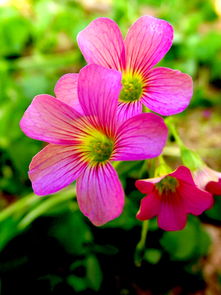 精工與芳華 當(dāng)機(jī)械設(shè)備邂逅花卉特寫