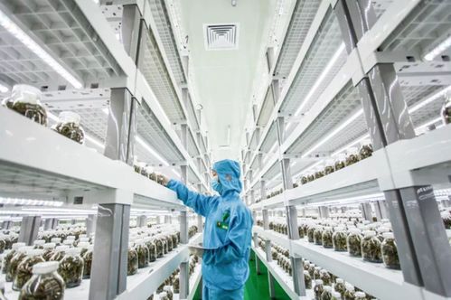 中科三安 京東等國內(nèi)20家植物工廠大盤點(diǎn)