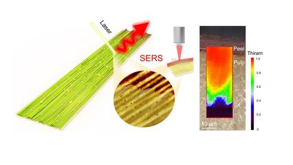 《Nano Letters》刊發我校葉冬冬教授團隊在纖維素食品安全檢測領域研究成果